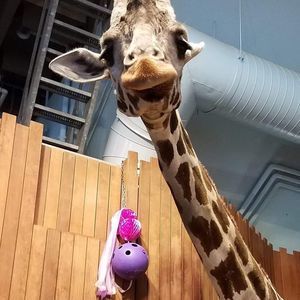 Meet your Posher, Molly